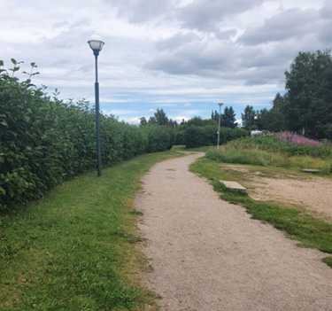 Bild på en grusväg med höga buskar längs med vägen.
