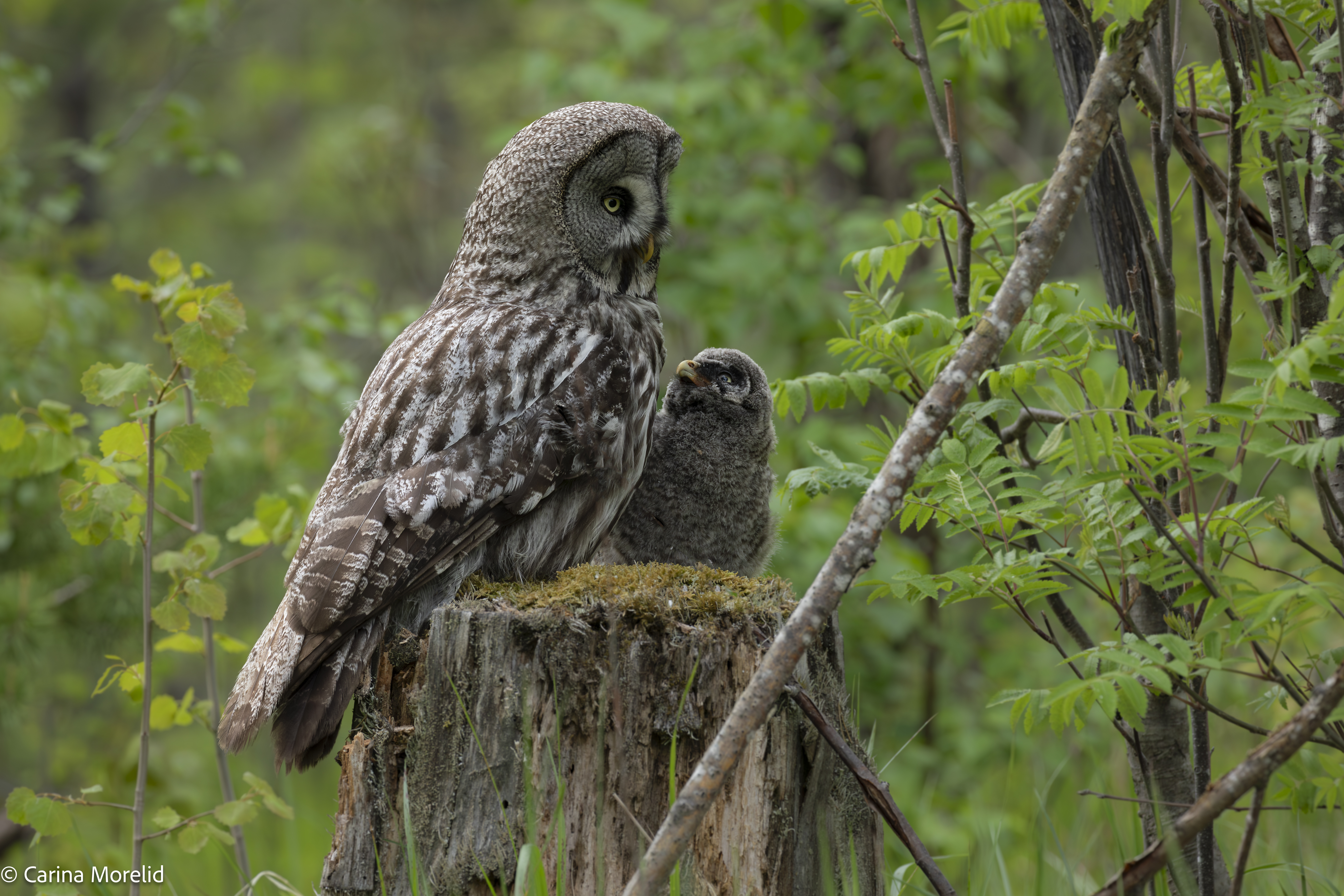 Två ugglor sittande på en stubbe i skogen. Mindre ugglan tittar upp på den större ugglan. 