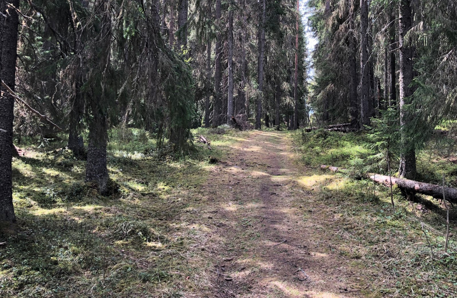 Bild på en gräsbeklädd skogsväg.