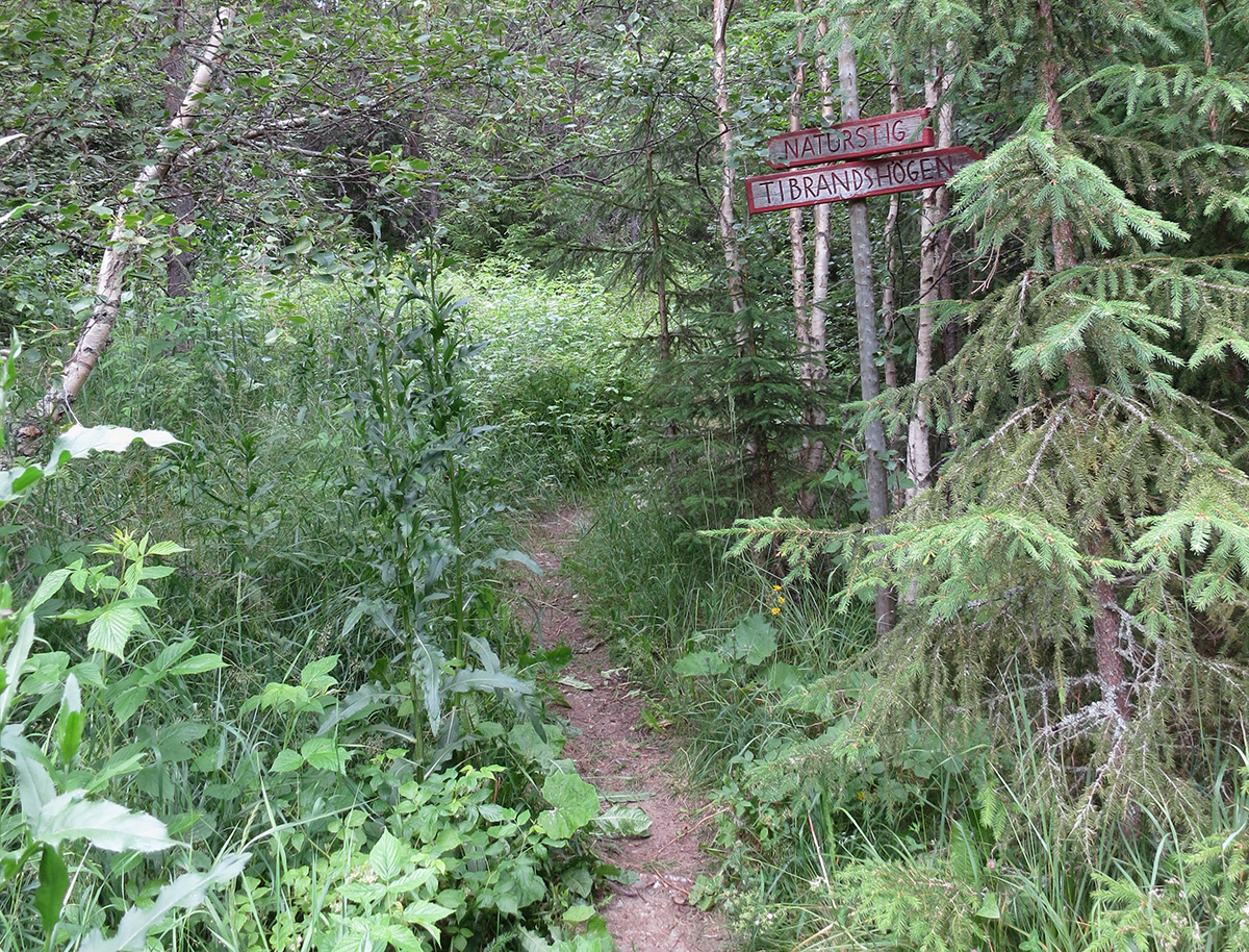 Skogsstig med två skyltar. Naturstig och Tibrandshögen.