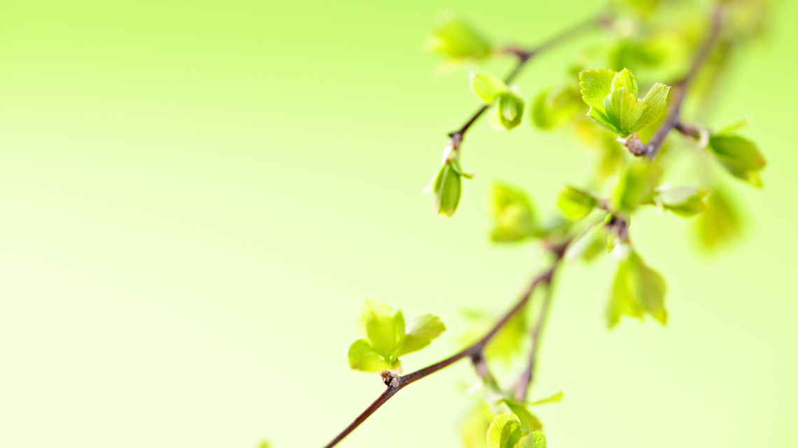  Närbild på trädgren med knoppar och nyutspruckna blad.