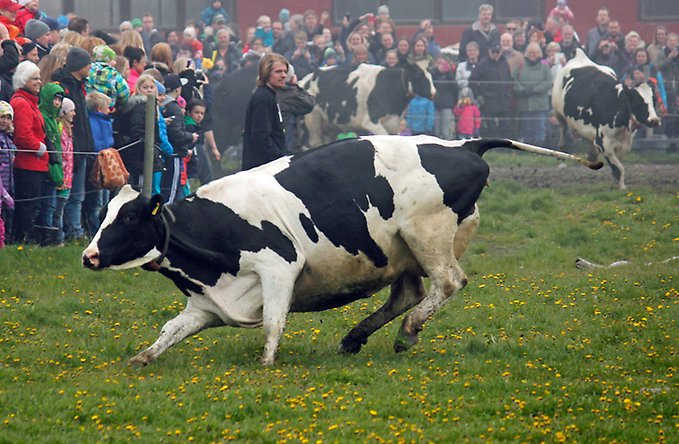 tre ystra mjölkkor som sprinhger in i en kohage med många människor som publik.